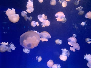 新江ノ島水族館に投稿された画像（2021/11/25）