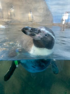 新江ノ島水族館に投稿された画像（2021/11/25）
