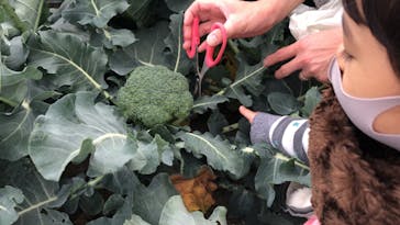 淡路ファームパーク イングランドの丘に投稿された画像（2021/11/25）