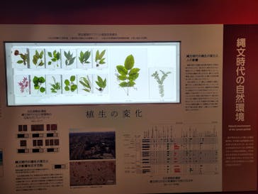 特別展「縄文2021―東京に生きた縄文人―」(江戸東京博物館）に投稿された画像（2021/11/25）