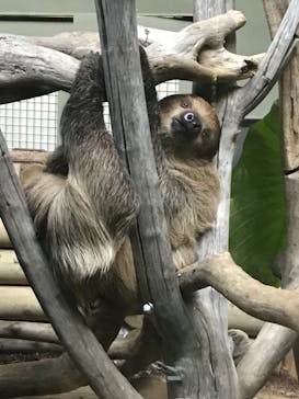 カワスイ 川崎⽔族館に投稿された画像（2021/11/25）