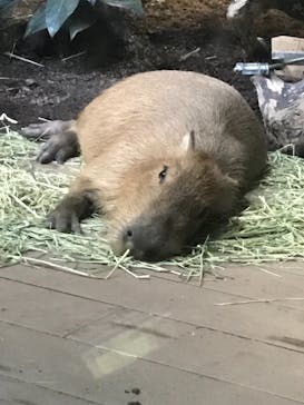 カワスイ 川崎⽔族館に投稿された画像（2021/11/25）