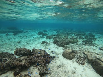 武藤潜水に投稿された画像（2021/11/25）