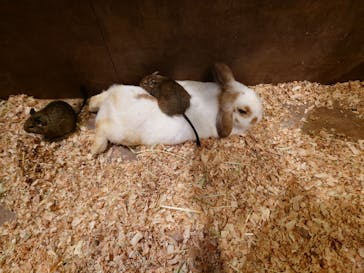 Moff animal world MARK IS みなとみらい店に投稿された画像（2021/11/25）