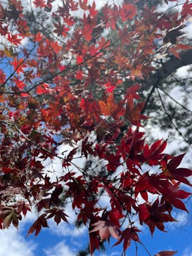 三溪園に投稿された画像（2021/11/25）