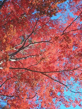 西武園ゆうえんちに投稿された画像（2021/11/25）