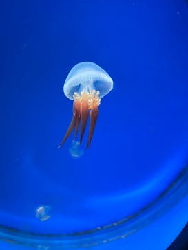 新江ノ島水族館に投稿された画像（2021/11/25）