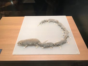 国立科学博物館に投稿された画像（2021/11/25）