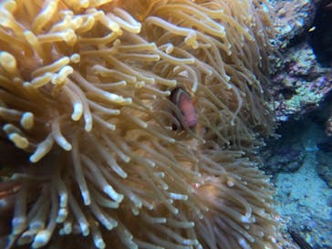 武藤潜水に投稿された画像（2021/11/25）