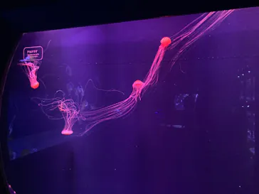 すみだ水族館に投稿された画像（2021/11/25）