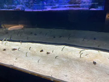 すみだ水族館に投稿された画像（2021/11/25）