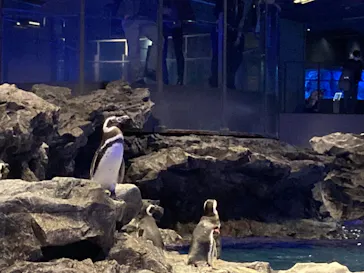 すみだ水族館に投稿された画像（2021/11/25）