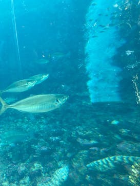 下田海中水族館に投稿された画像（2021/11/25）