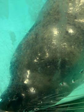 下田海中水族館に投稿された画像（2021/11/25）