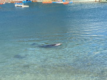 下田海中水族館に投稿された画像（2021/11/25）
