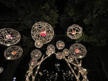 よみうりランド HANA･BIYORIに投稿された画像（2021/11/25）