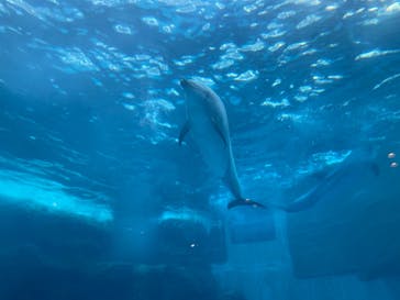 名古屋港水族館に投稿された画像（2021/11/25）