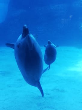 名古屋港水族館に投稿された画像（2021/11/25）
