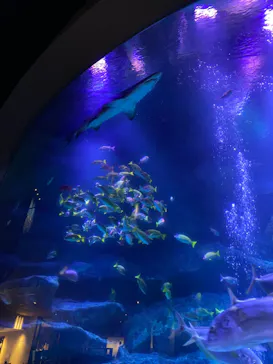 すみだ水族館に投稿された画像（2021/11/25）