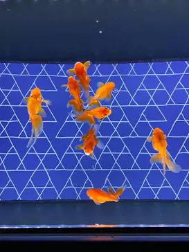 すみだ水族館に投稿された画像（2021/11/25）