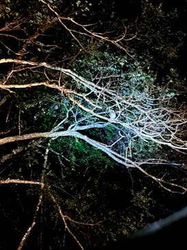 奄美ガイド「太古の森」に投稿された画像（2021/11/26）
