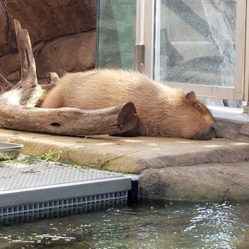 神戸みなと温泉 蓮に投稿された画像（2021/11/26）