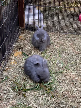 神戸どうぶつ王国に投稿された画像（2021/11/26）