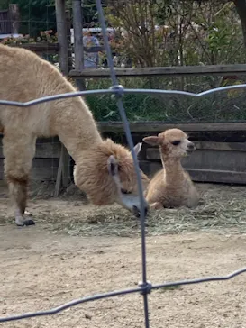 神戸どうぶつ王国に投稿された画像（2021/11/26）