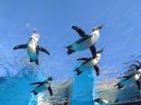 サンシャイン水族館に投稿された画像（2021/11/26）