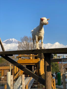 まかいの牧場に投稿された画像（2021/11/26）