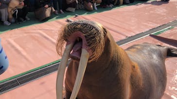 ゼロ距離水族館 伊勢シーパラダイスに投稿された画像（2021/11/26）