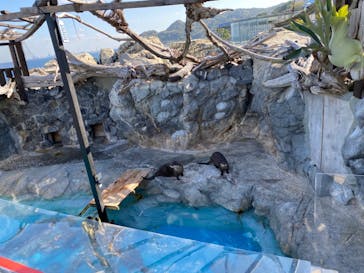 大分マリーンパレス水族館 「うみたまご」に投稿された画像（2021/11/26）