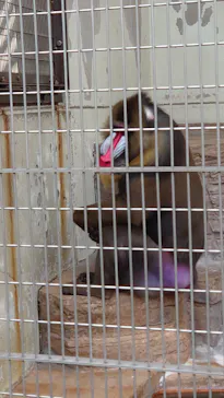 天王寺動物園に投稿された画像（2021/11/26）