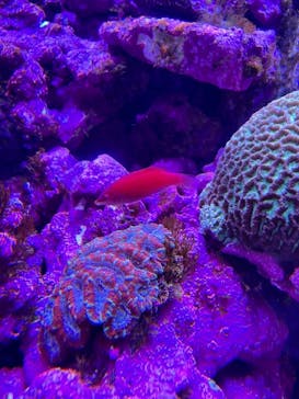 マクセル アクアパーク品川に投稿された画像（2021/11/26）