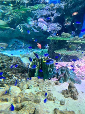 マクセル アクアパーク品川に投稿された画像（2021/11/26）