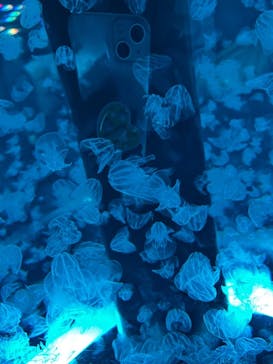 マクセル アクアパーク品川に投稿された画像（2021/11/26）