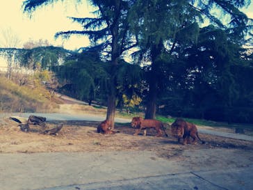 群馬サファリパークに投稿された画像（2021/11/27）