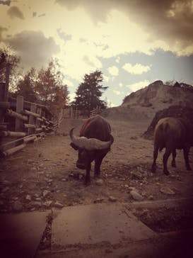 群馬サファリパークに投稿された画像（2021/11/27）