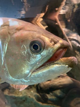 名古屋港水族館に投稿された画像（2021/11/27）