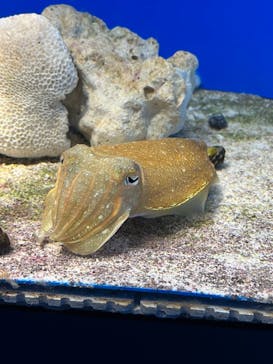 サンシャイン水族館に投稿された画像（2021/11/27）