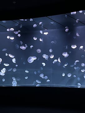 サンシャイン水族館に投稿された画像（2021/11/27）