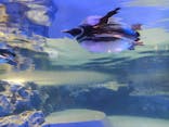 すみだ水族館に投稿された画像（2021/11/27）