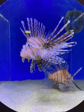 伊豆・三津シーパラダイスに投稿された画像（2021/11/27）