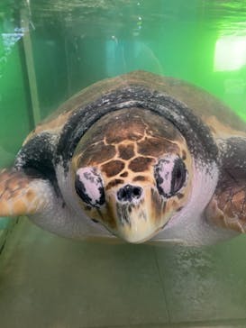 伊豆・三津シーパラダイスに投稿された画像（2021/11/27）