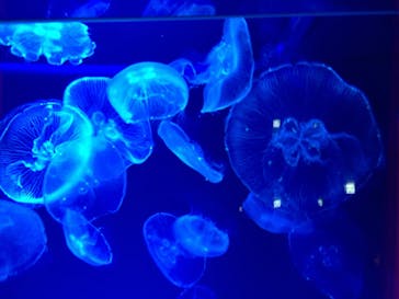 名古屋港水族館に投稿された画像（2021/11/27）