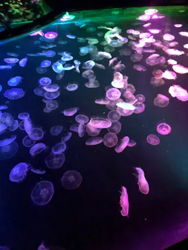 すみだ水族館に投稿された画像（2021/11/27）