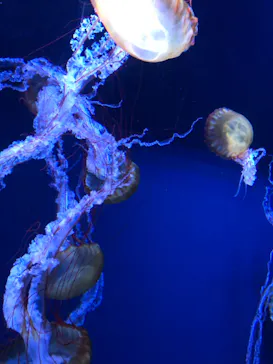 すみだ水族館に投稿された画像（2021/11/27）