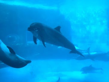名古屋港水族館に投稿された画像（2021/11/27）