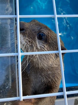 カワウソカフェHARRY原宿テラス店に投稿された画像（2021/11/27）