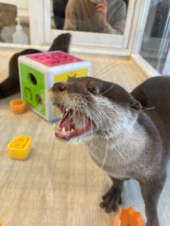 カワウソカフェharry原宿テラス店 投稿された写真一覧 アソビュー